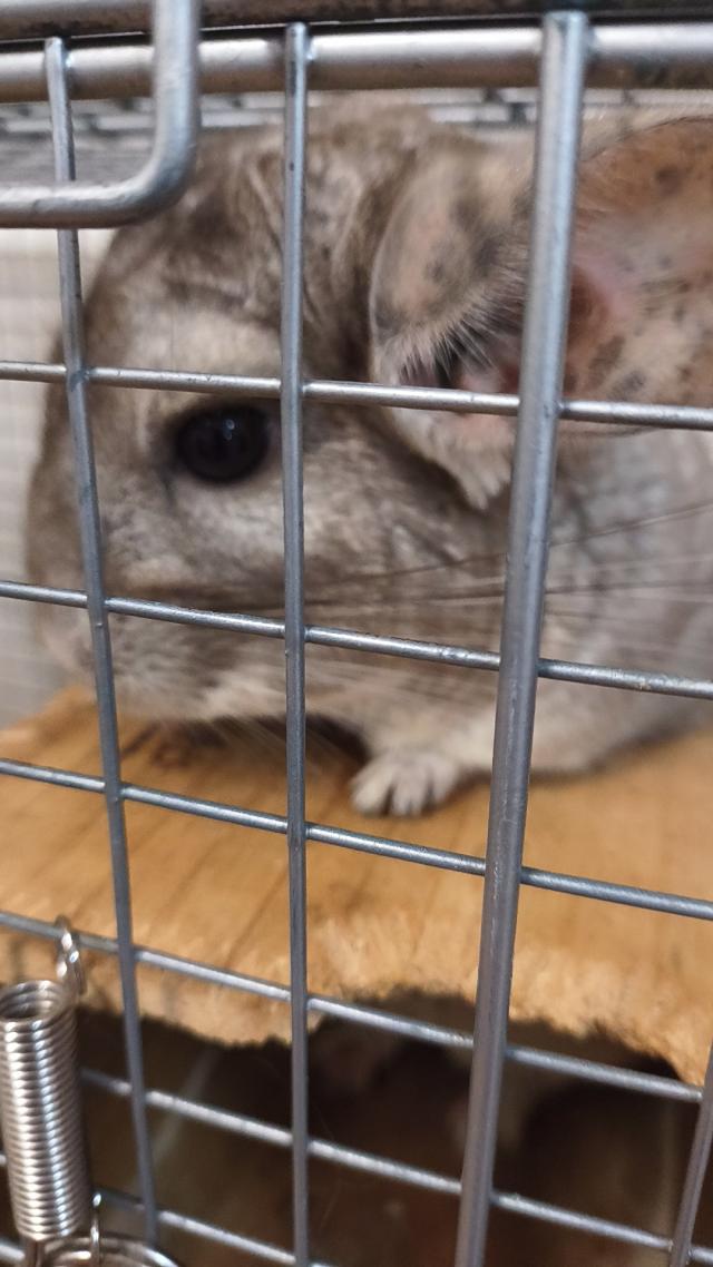 まな