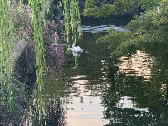 ひまり